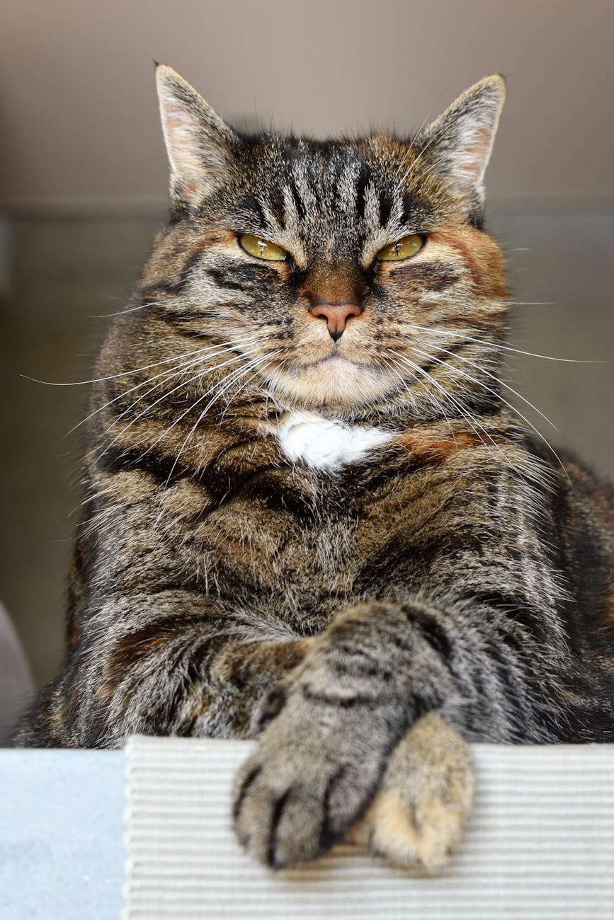 Meet The International Cat Who Travels Without A Passport "Adventurous international cat exploring the world without a passport"