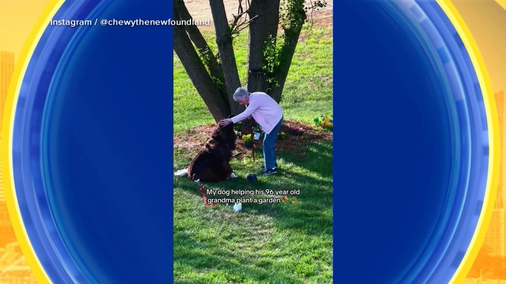 Watch This Adorable Dog Assist His Grandma In The Garden—heartwarming Moment Caught On Camera! An older woman bends toward a large dark dog beside a tree on a grassy lawn, with on-screen text reading “My dog helping his 96 year old grandma plant a garden” and “Instagram / @chewythenewfoundland” at the top.