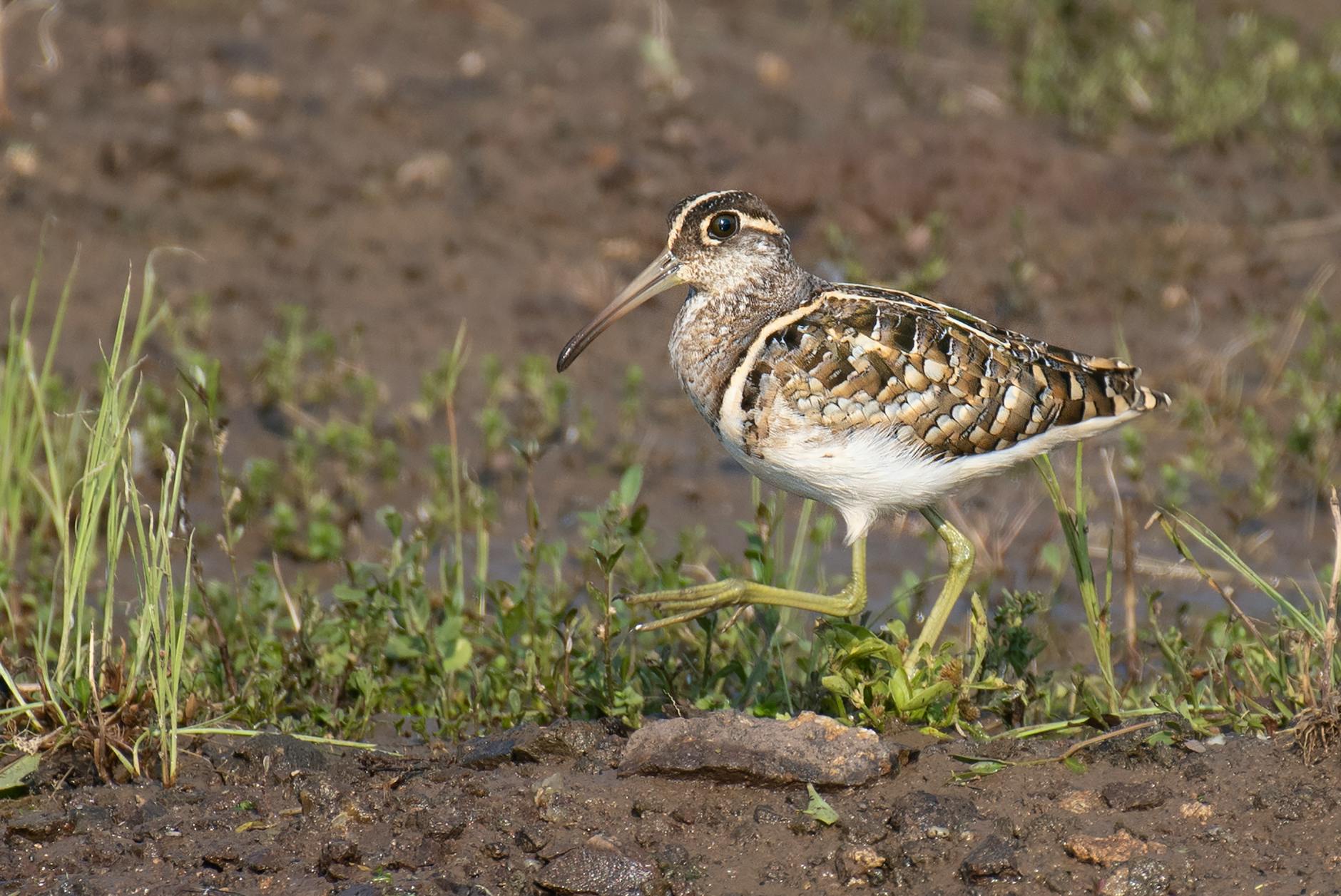New Yorkers Are Going Wild for These Adorable Dancing Birds in Central Park Brown, white, and black patterned shorebird with a long bill and greenish legs walking on muddy ground with sparse grass.